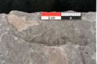 Foto (Detailansicht) von Laurus cretacea Ettingshausen (NHMW-GEO-2024-0188-10596)